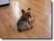 Jorkrsk terier, Yorkshire Terrier,