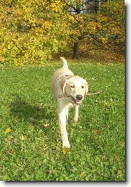 Labrador Retriever