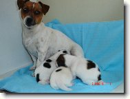 Jack Russell Terrier