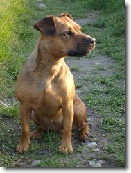 Patterdale Terrier