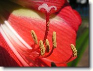 Hippeastrum