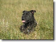 Perro de Presa Mallorquin