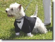 West Highland White Terrier