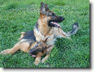 German Shepherd Dog