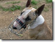 Bull Terrier