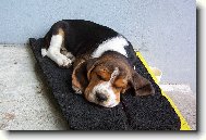 Beagle