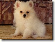 Deutscher spitz - Zwerspitz, German Spitz - Pomeranian