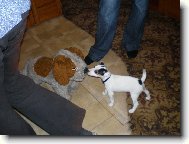 Parson russell terrier \\\\\(Dog standard\\\\\)