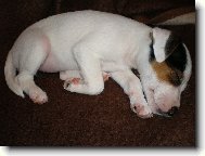 Parson Russel Terrier