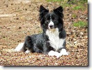 Border Collie