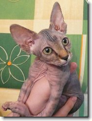 Sphynx