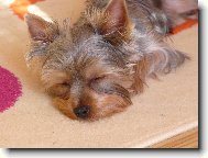 Jorkrsk terier, Yorkshire Terrier,