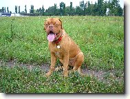 Dogue de Bordeaux