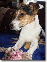 Jack Russell Terrier