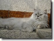 Persian cat