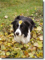 Border Collie