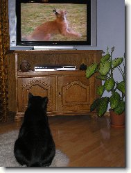 British shorthairs cat