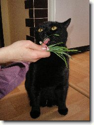 British shorthairs cat