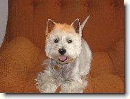 West Highland White Terrier