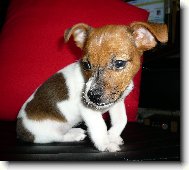 Jack Russell Terrier