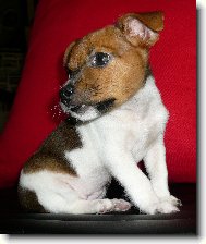 Jack Russell Terrier