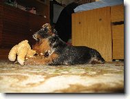 Jorkrsk terier, Yorkshire Terrier,