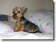 Jorkrsk terier, Yorkshire Terrier,