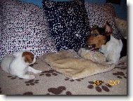 Jack Russell Terrier