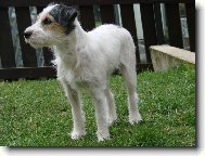 Jack Russell Terrier