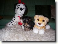 Jorkrsk terier, Yorkshire Terrier,