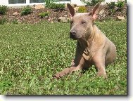 Thailand-Ridgeback