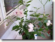 Hibiscus rosa-sinensis