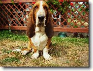 Basset Hound