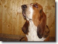 Basset Hound