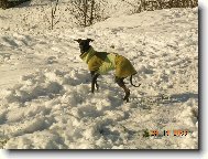 Piccolo Levriero Italiano, Italian Greyhound