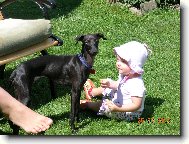 Piccolo Levriero Italiano, Italian Greyhound