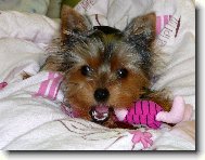 Jorkrsk terier, Yorkshire Terrier,