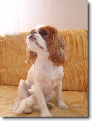 King Charles Spaniel