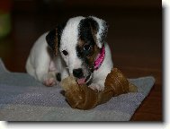 Jack Russell Terrier