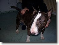 Bull Terrier