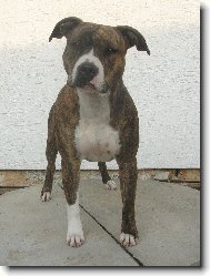 American Staffordshire Terrier