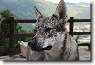 Czechoslovakian wolfdog