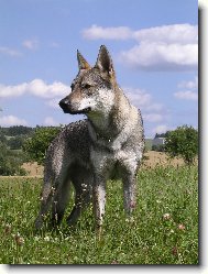 Czechoslovakian wolfdog