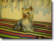 Jorkrsk terier, Yorkshire Terrier,