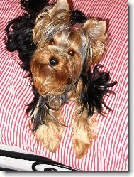 Jorkrsk terier, Yorkshire Terrier,