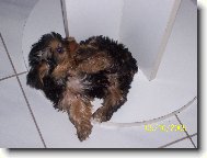 Jorkrsk terier, Yorkshire Terrier,