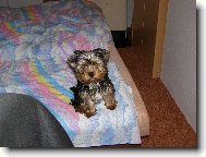 Jorkrsk terier, Yorkshire Terrier,