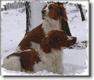 Irish red and white setter \(Dog standard\)