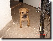 American Staffordshire Terrier