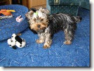 Jorkrsk terier, Yorkshire Terrier,